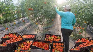 Growing 10000 Pounds of Organic Tomatoes in a High Tunnel Greenhouse [upl. by Ariajaj]