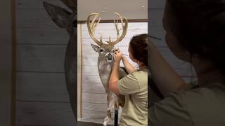 Taxidermy Timelapse 🦌 whitetail taxidermy taxidermyart taxidermist deer [upl. by Westfall899]