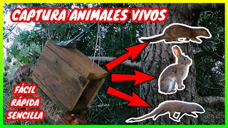 Fabrica Trampa de bisagra y Captura Atrapa conejos martas visones ratas animales como hacer tutorial [upl. by Anirtep]