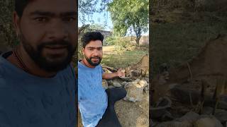 Fasal Lgane Se Pahle NilGai Ko Gehu Khila diye😍🌾 petvlog pets nilgai shivpandey shorts [upl. by Ojyllek]