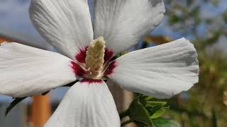 Hibiskus Eibisch Sichtschutz Straucheibisch Hibiscus syriacus [upl. by Witty742]