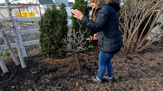 Pruning Tree Hydrangeas amp Removing Stakes from Trees By the Pond 🥰✂️🌿  Garden Answer [upl. by Yarw]