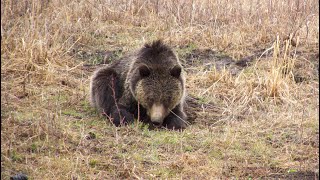 A friendly grizzly bear visit while hiking offtrail  Yellowstone National Park [upl. by Melan]