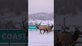 Big Bull Elk Bugles and Jumps Over a Fence in Estes Park Colorado [upl. by Jake290]