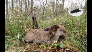 Red deer hunting  successful morning [upl. by Enelyk122]