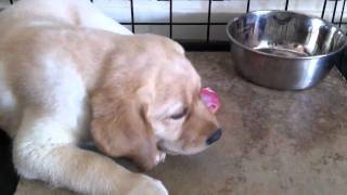 Labrador 8wk old pup eating raw food chicken [upl. by Munmro]