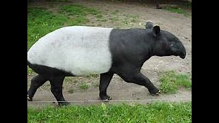 THE MALAYIAN TAPIR [upl. by Sigsmond]