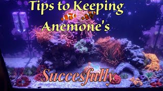 Anemone Saltwater Aquariums tips [upl. by Aerdnaz]