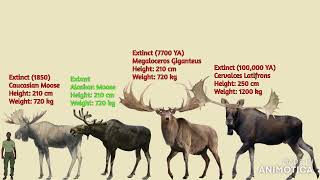 Cervids amp Moschidae Size Comparison [upl. by Melac]