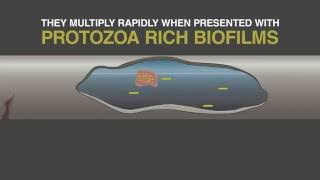 WET What is Legionella and Biofilm ACoP L8 Update [upl. by Ettenig]