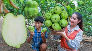 Juicy seedless guava fruit harvest  Seedless guava eating duck feet stew  Guava in my country [upl. by Selwyn476]