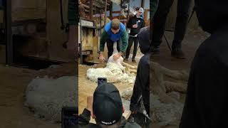 World record sheep shearer Shearing demonstration [upl. by Orofselet360]