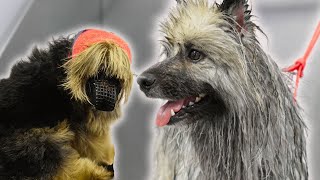 Two mental cases test my sanity 😅  Keeshond and Yorkshire Terrier [upl. by Savvas72]