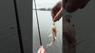 Fishing for BIG Bass and Little Walleye on the Mississippi River [upl. by Oirelav]