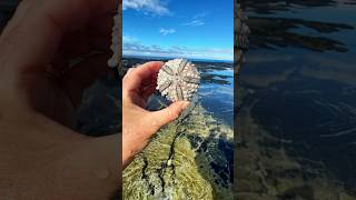 DIY Christmas Ornaments made from tide pool treasures Moana style [upl. by Torosian]