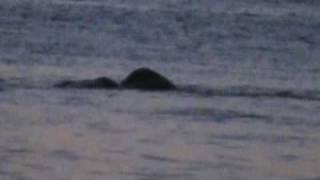 Muck Monster Loxahatchee River at dusk [upl. by Kinelski]