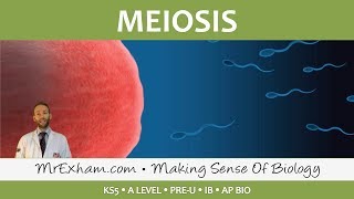 Cell Replication  Meiosis  Post 16 Biology A Level PreU IB AP Bio [upl. by Suneya742]