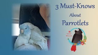 3 IMPORTANT Things You Should Know About Parrotlets ParrotBliss parrotlet [upl. by Barthold317]