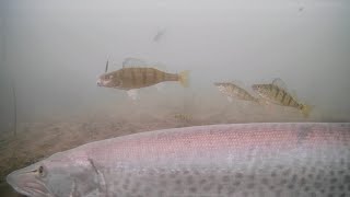 MUSKIE Ice Fishing Perch on Mille Lacs Lake [upl. by Sousa560]