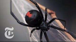 An Encounter With a Black Widow Spider  The New York Times [upl. by Llennol]