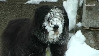 Un chien complétement givré quotGribouillequot fait sa promenade [upl. by Adnih]