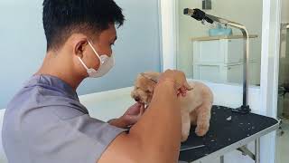 Toy Poodle full grooming  Hair trim for tiny poodle [upl. by Ahsar]