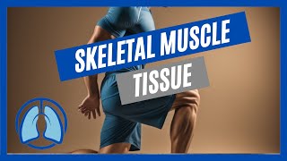 Overview of Skeletal Muscle Tissue [upl. by Bruyn28]