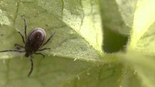 Castor bean tick Ixodes ricinus [upl. by Eiggem]