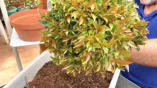 🌱 Transplante LOW COST Eugenia Myrtifolia A maceta de entrenamiento [upl. by Uuge]