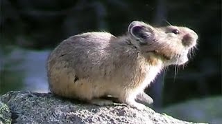 American Pikas Calling Out  Cute Animals in Nature [upl. by Etram]