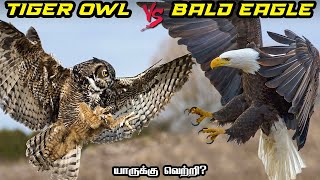 Great Horned Owl vs Bald Eagle in Tamil  ஆந்தை vs கழுகு  Savage Point  Fantasy Battle [upl. by Aytac]