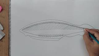 how to draw branchiostoma [upl. by Aliak]