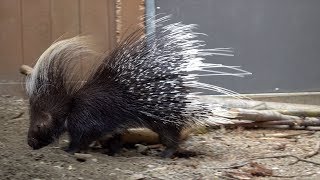 Porky the Porcupine [upl. by Bechler]