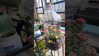 5 Minute Gardening Hacks to Create a BEAUTIFUL Flowers Garden House [upl. by Notlok866]