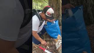 Matsutake Mushroom hunting in the Pacific Northwest [upl. by Idleman]