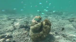 Snorkelling at Belle Mare Mauritius [upl. by Assirol]