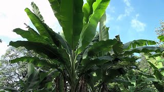 10 Fast amp Tall Plants for a Tropical Style Garden [upl. by Tonl845]