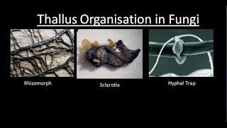 THALLUS ORGANISATION IN FUNGI  For BSc and MSc  BY JYOTI VERMA  ALL ABOUT BIOLOGY [upl. by Polky]