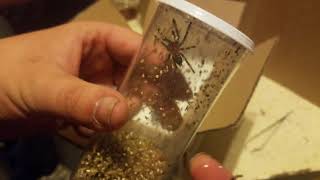 UNBOXING Venezuelan suntiger tarantula from underground reptiles [upl. by Henderson479]