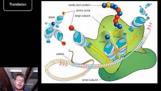 DNA and RNA  Part 2 [upl. by Mohandis]