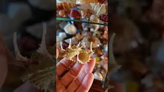 Amazing Angaria Sphaerula 🤩shells decoration collection collectible special unique [upl. by Diahann851]