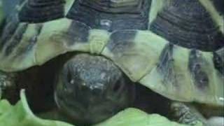 Baby Herman Tortoise Eating [upl. by Onurb]