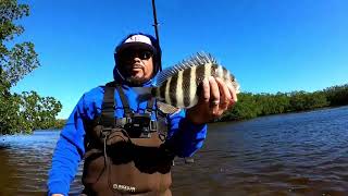 Targeting Sheepshead with light spinning tackle [upl. by Adla277]