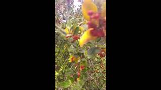 אֶשְׁחָר רְחַבעָלִים עם פירות אדומים Rhamnus alaternus with red fruits [upl. by Ietta]