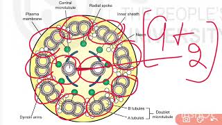 🔥Cilia and Flagella👍💯 👉MZO001📚✔️💯👉MSc Zoology ✔️ignou cilia flagella msc msczoology [upl. by Radu]