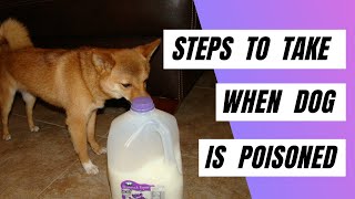 Steps To Take When Your Dog is Poisoned  Treat a Dog That Has Been Poisoned [upl. by Nivej]