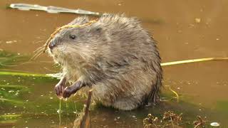 Muskrats Preparing for Winter [upl. by Charlotte]