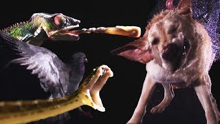 Animals In Slow Motion  Earth Unplugged [upl. by Aina]