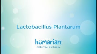 Lactobacillus Plantarum [upl. by Dianthe]