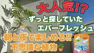 【観葉植物 エバーフレッシュ】ずっと探していた観葉植物を発見！少し不思議な植物！朝と夜で楽しめるエバーフレッシュ！見た目も抜群な観葉植物の紹介です！部屋のインテリア シンボルツリーにする予定 [upl. by Daniala]